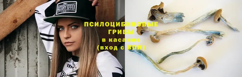 Псилоцибиновые грибы Psilocybe  Кировград 